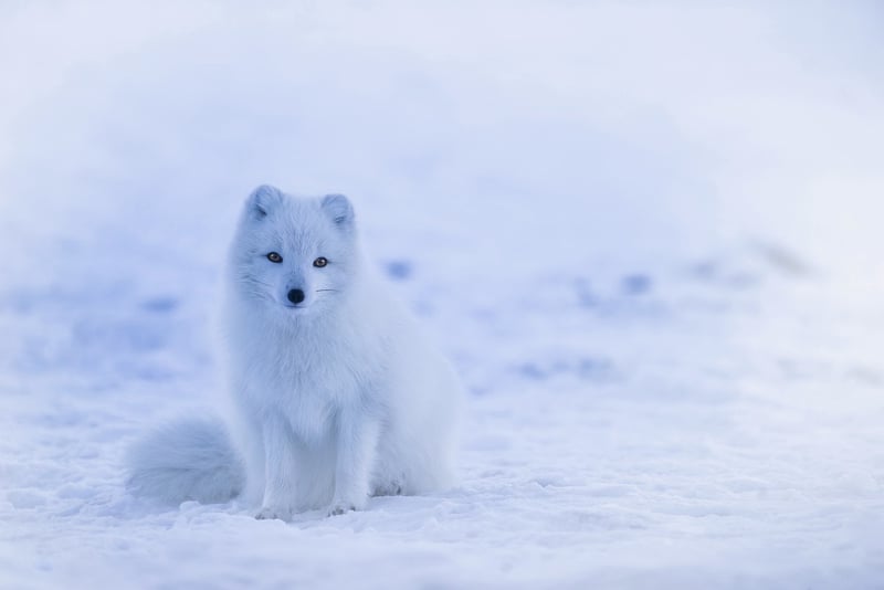 Arctic Wonders